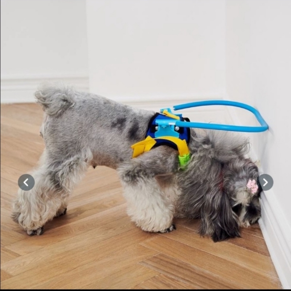 🐾| Halo Harness for Blind Dogs 🐶